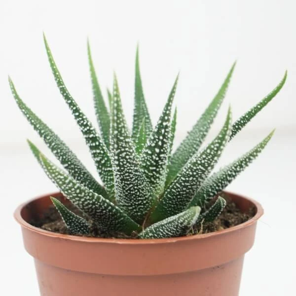 Haworthia Fasciata Or Zebra Cactus 10 – 15cm