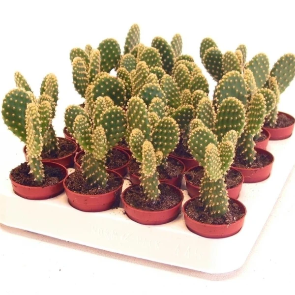 Cactus Opuntia Or Bunny Ears 5-8cm