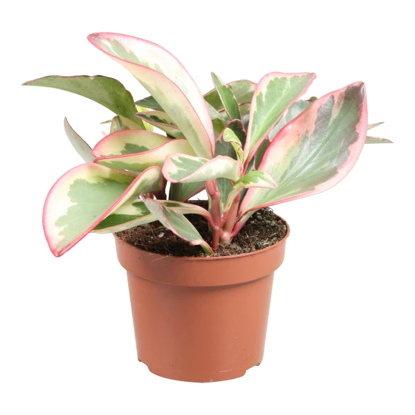 Peperomia Ginny Or Tricolor Peperomia 10 – 15c..