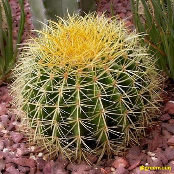 Barrel Or Ball Cactus