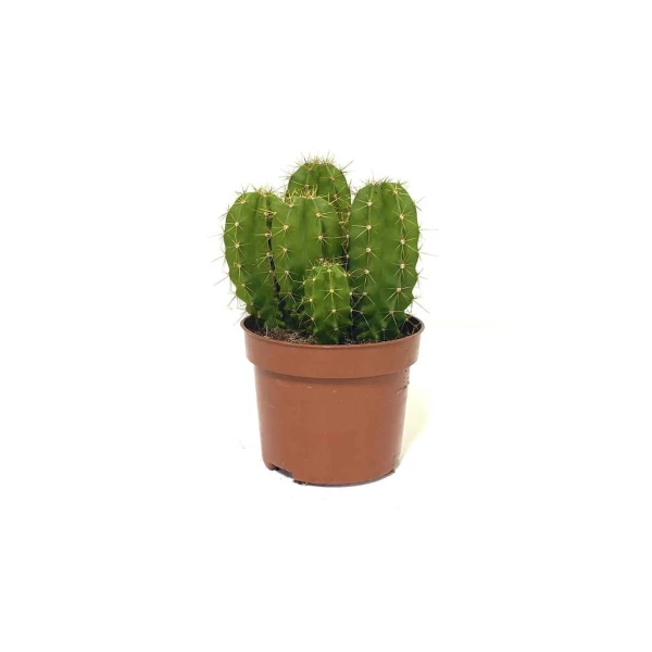 Echino Cactus