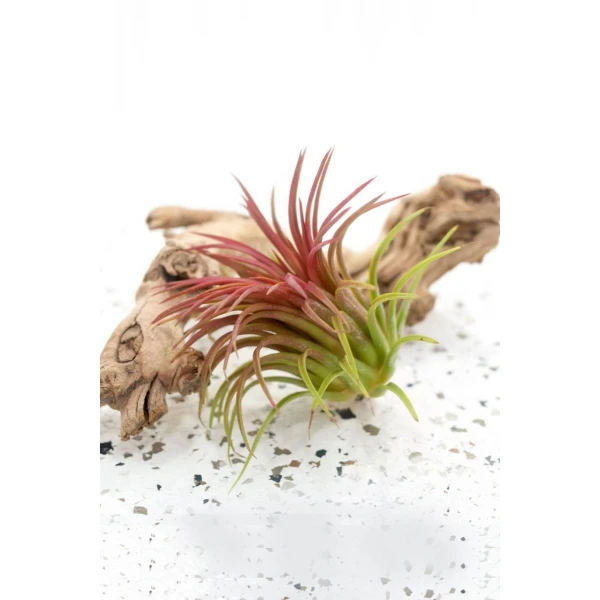 Tillandsia Ionantha Red Clumb – Air Plant