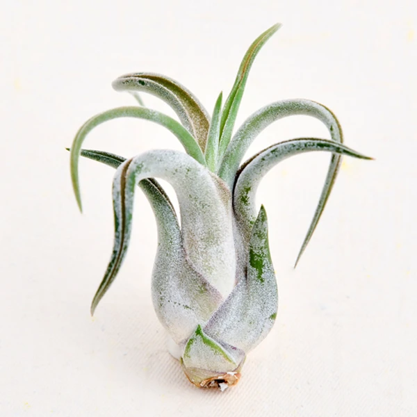 Air Plant Tillandsia Caput-medusae