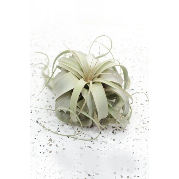 Air Plant Tillandsia Xerografica
