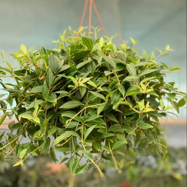 Peperomia angulata O...