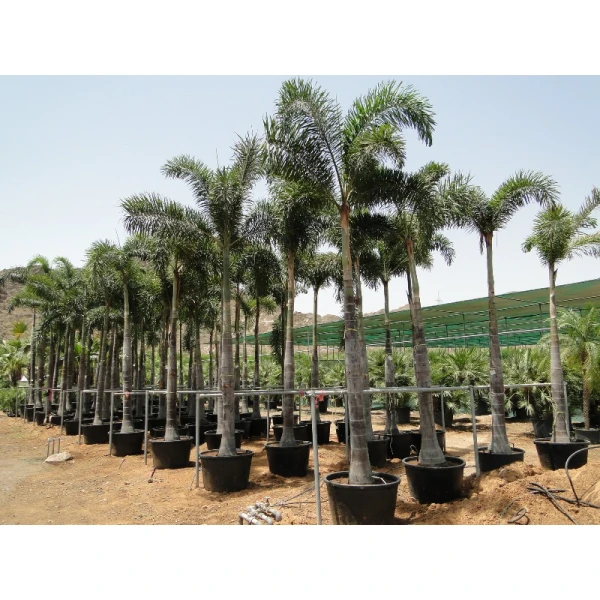 Wodyetia bifurcata “Foxtail Palm” ثعلب النخيل