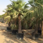 Copernicia pruniferea “Wax Palm”
