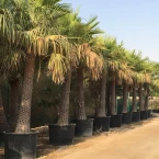 Copernicia pruniferea “Wax Palm”