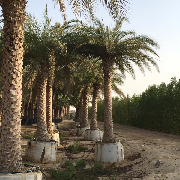 Phoenix sylvestris, Wild or Silver Date Palm 3-4m BT