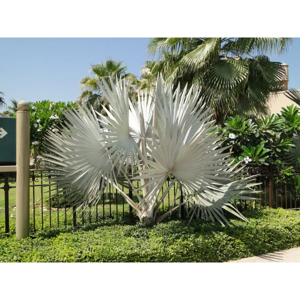 Bismarckia nobilis “Bismark Palm” بسمارك النخيل