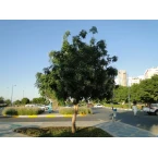 Millingtonia hortensis “Tree jasmine شجرة الياسمين or Indian cork tree”