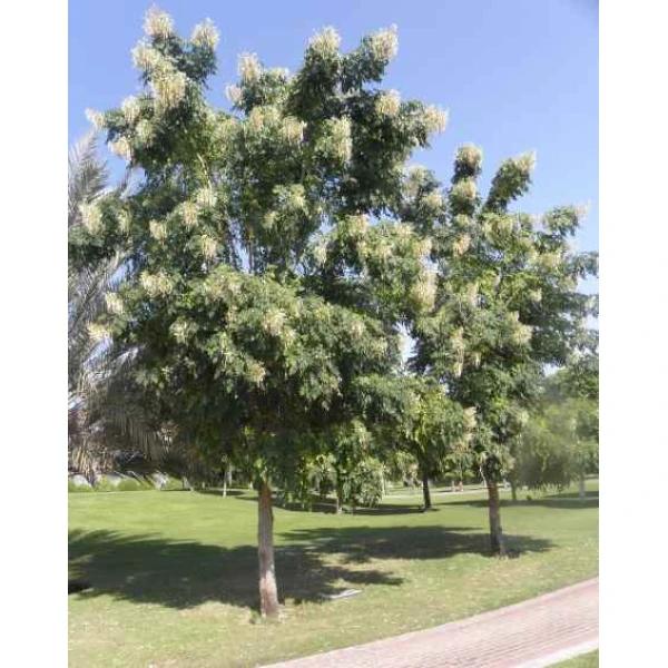 Millingtonia hortensis “Tree jasmine شجرة الياسمين or Indian cork tree”