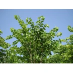 Bauhinia purpurea “Purple orchid Tree”