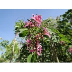 Bauhinia purpurea “Purple orchid Tree”