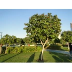 Cordia sebestena or Orange Geiger Tree