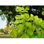 Pongamia glabra or Pongame oil Tree