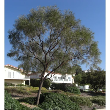 Acacia stenophylla, ...