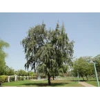 Casuarina equisetifolia “Australian pine tree” 1.6-2.0m