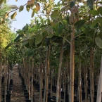 Ficus benghalensis or Banyan Fig 2.5 – 3.0m