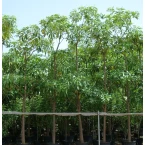 Alstonia scholaris, Indian Pulai, White Cheesewood