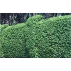 Clerodendrum inerme (Wild Jasmine)