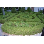 Clerodendrum inerme (Wild Jasmine)