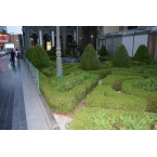 Clerodendrum inerme (Wild Jasmine)