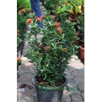 Ixora chinensis “Red”