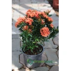 Ixora chinensis “Red”