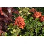 Ixora chinensis “Red”