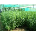 Dodonaea viscosa “Hopbush”