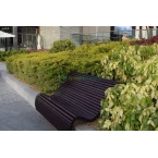 Duranta repens (Golden Dew Drop, Sky Flower, Pigeon Berry)