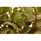 Coccoloba uvifera or Sea Grape 1.0 – 1.5m