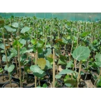 Coccoloba uvifera or Sea Grape 1.0 – 1.5m