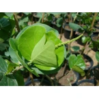 Coccoloba uvifera or Sea Grape 1.0 – 1.5m