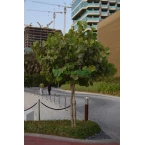 Coccoloba uvifera or Sea Grape 1.0 – 1.5m