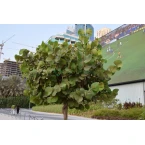 Coccoloba uvifera or Sea Grape 1.0 – 1.5m