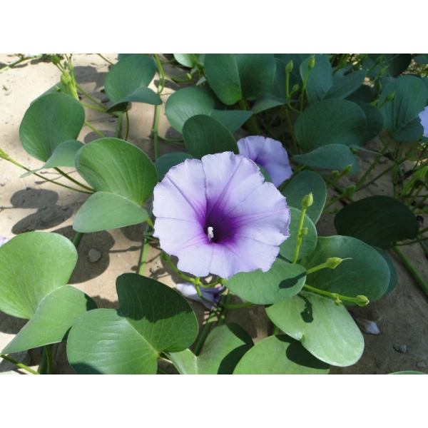 Ipomoea Pes-caprae, Railroad Vine Or Railway Cre..