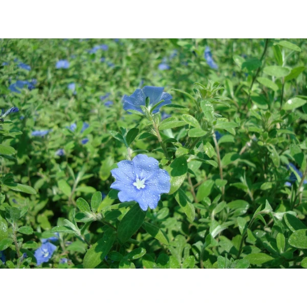 Jacquemontia Pentantha “sky Blue Cluster Vine�..