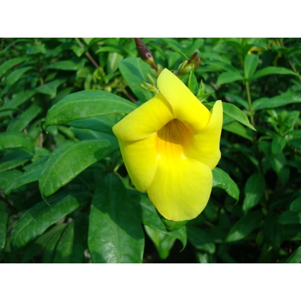Allamanda Cathartica Or Golden Trumpet 60 – 80..