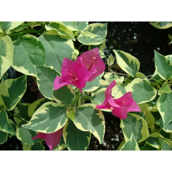 Bougainvillea Rainbow “gold”