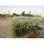 Pennisetum setaceum, African Fountain Grass or Tender Fountain Grass