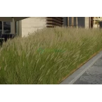 Pennisetum setaceum, African Fountain Grass or Tender Fountain Grass