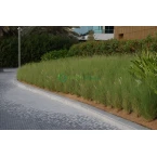 Pennisetum setaceum, African Fountain Grass or Tender Fountain Grass