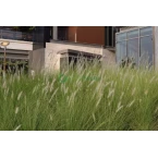 Pennisetum setaceum, African Fountain Grass or Tender Fountain Grass
