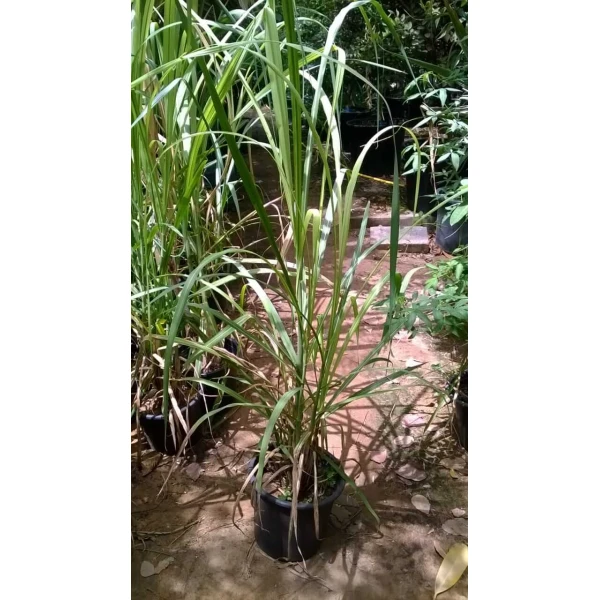 Saccharum Officinarum Or Sugarcane قصب الس..