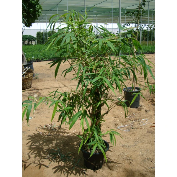 Bambusa Ventricosa Or Buddha’s Belly Bamboo