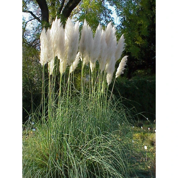 Cortaderia Selloana “pampas Grass”