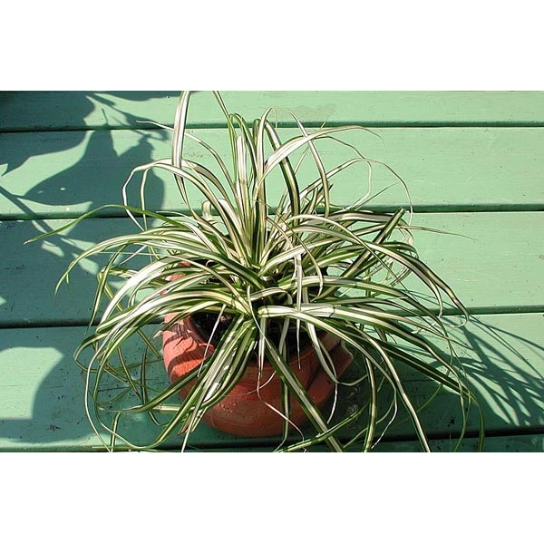 Carex Hachjioensis “evergold”