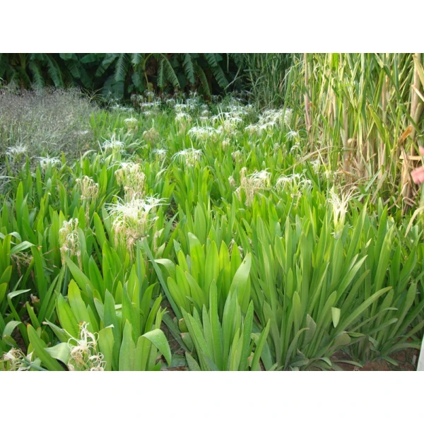 Hymenocallis Littoralis Or Spider Lilly
